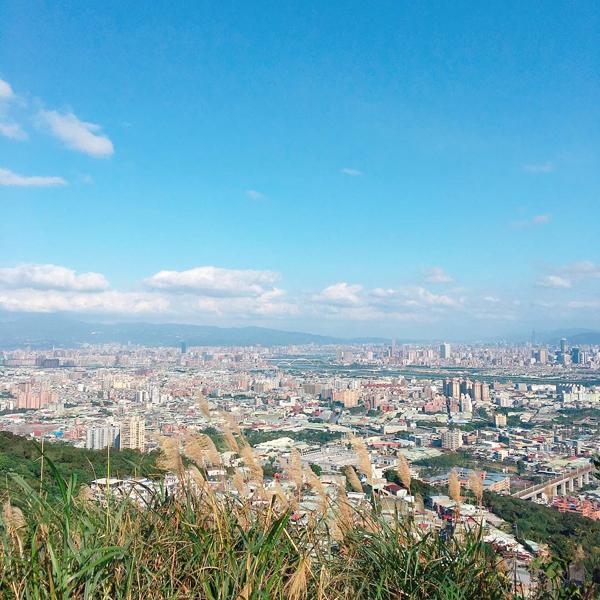 芒草高過人! 台北賞芒秘景